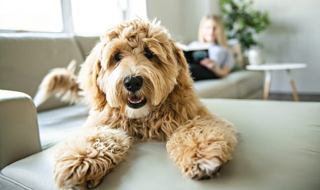 shaggy dog lays across living room couch as owner reads in the background